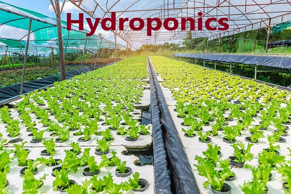 Hydroponics